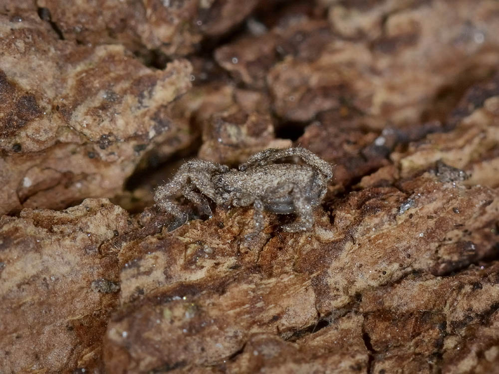 Cos''? Opiliones,  famiglia Trogulidae